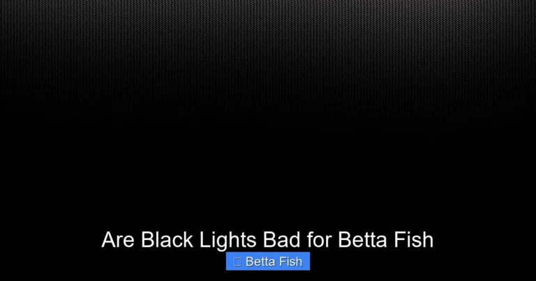 Are Black Lights Bad for Betta Fish