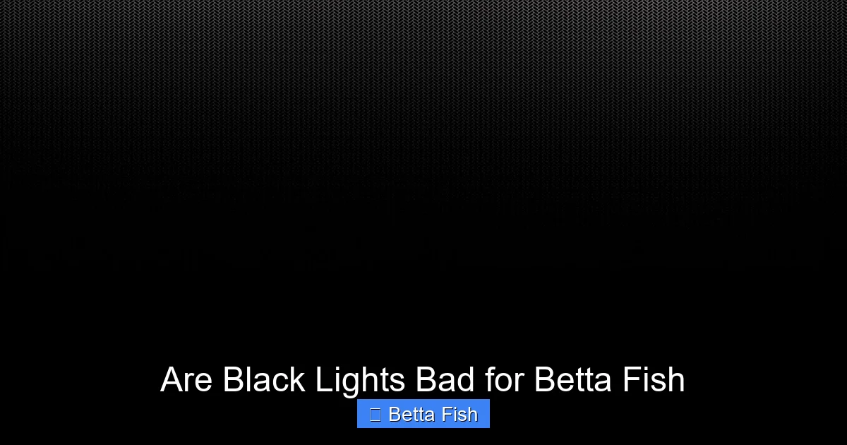 Are Black Lights Bad for Betta Fish