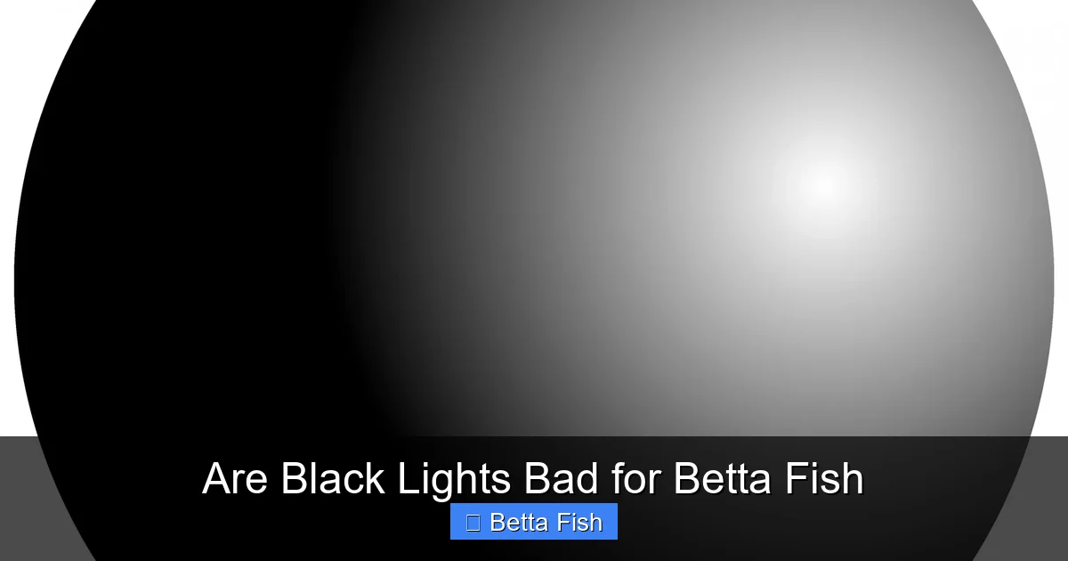 Are Black Lights Bad for Betta Fish