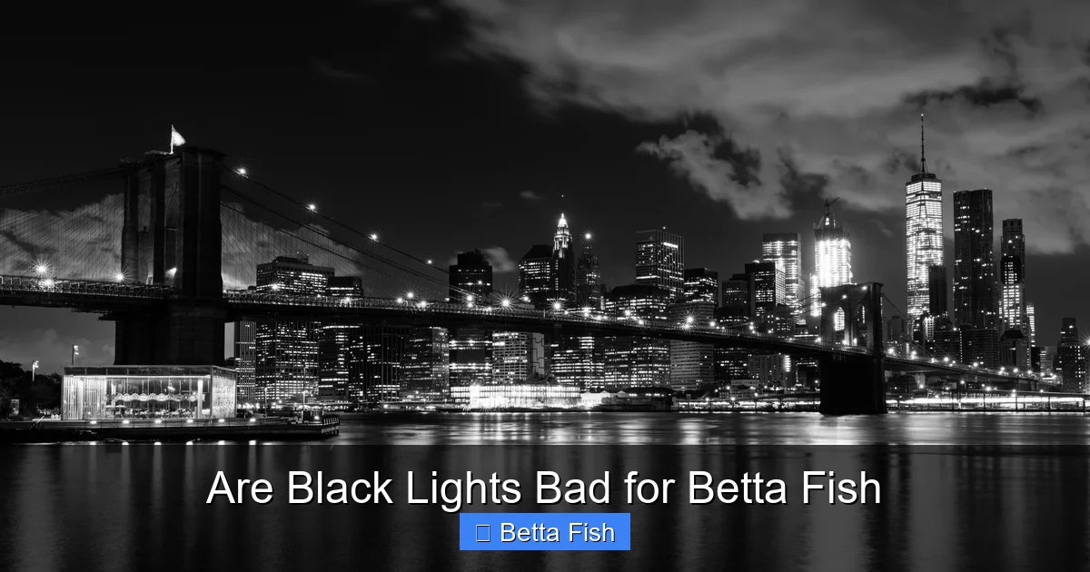 Are Black Lights Bad for Betta Fish