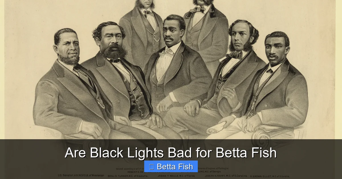 Are Black Lights Bad for Betta Fish