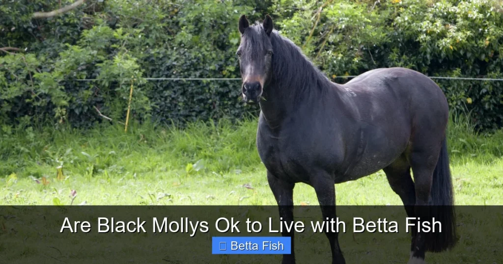 Are Black Mollys Ok to Live with Betta Fish