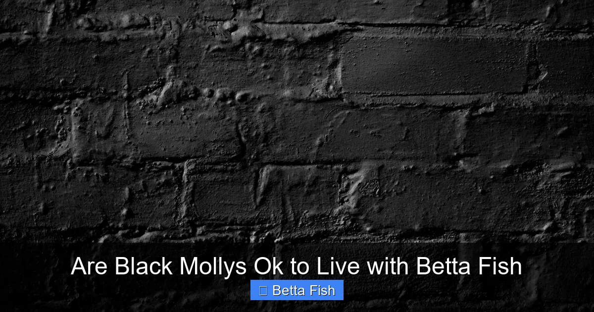 Are Black Mollys Ok to Live with Betta Fish