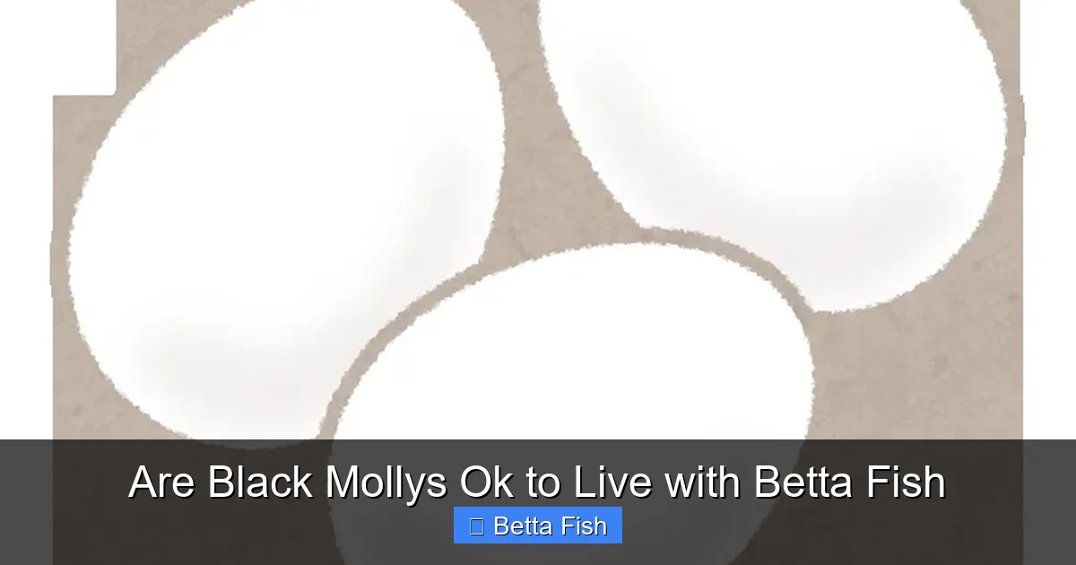 Are Black Mollys Ok to Live with Betta Fish