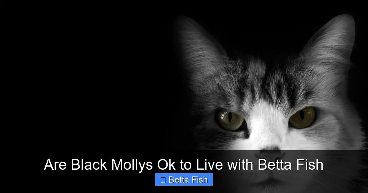 Are Black Mollys Ok to Live with Betta Fish