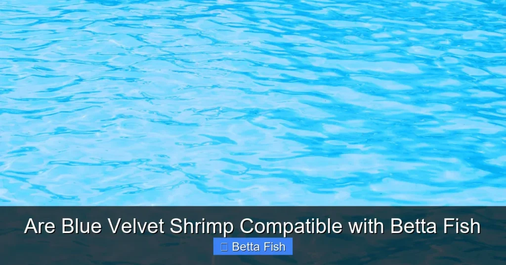 Are Blue Velvet Shrimp Compatible with Betta Fish
