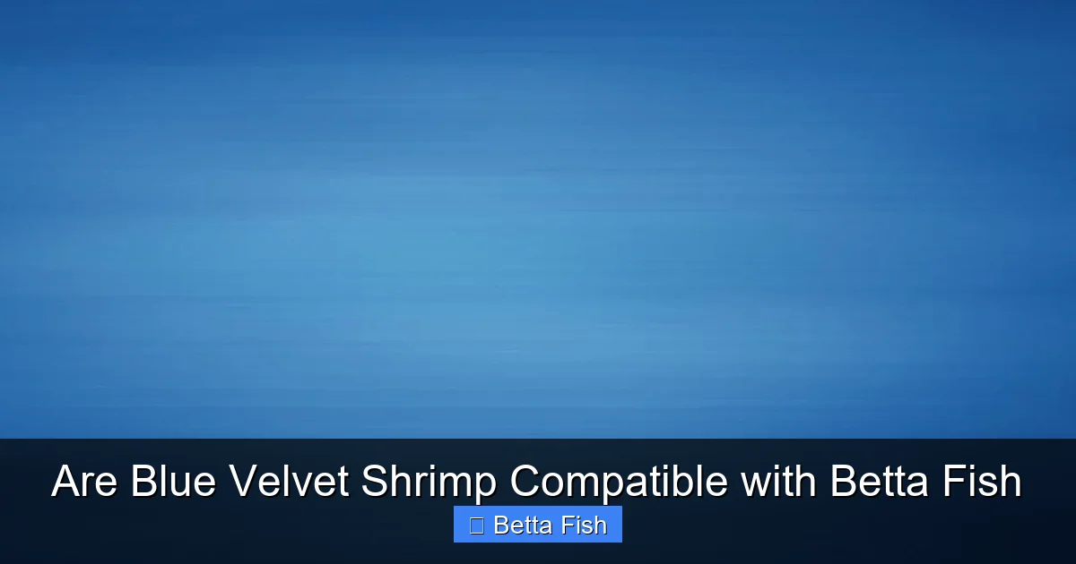 Are Blue Velvet Shrimp Compatible with Betta Fish