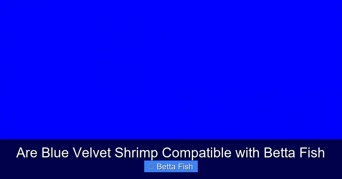 Are Blue Velvet Shrimp Compatible with Betta Fish