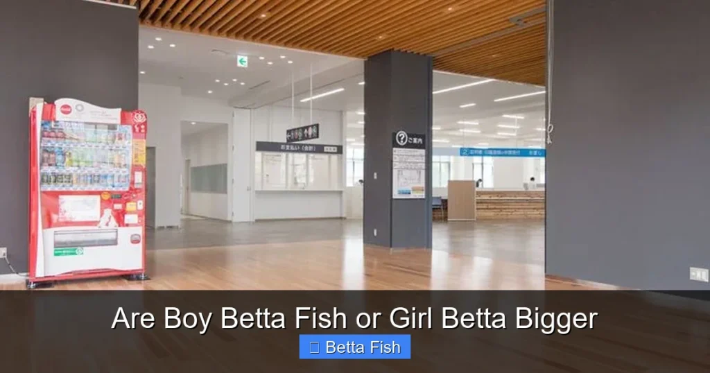 Are Boy Betta Fish or Girl Betta Bigger