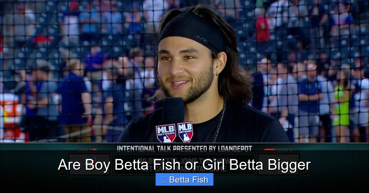 Are Boy Betta Fish or Girl Betta Bigger