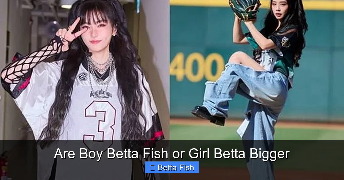 Are Boy Betta Fish or Girl Betta Bigger