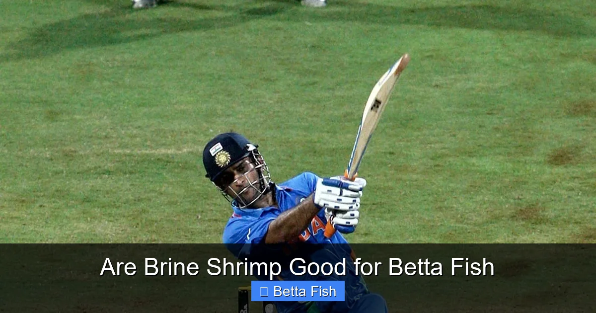 Are Brine Shrimp Good for Betta Fish