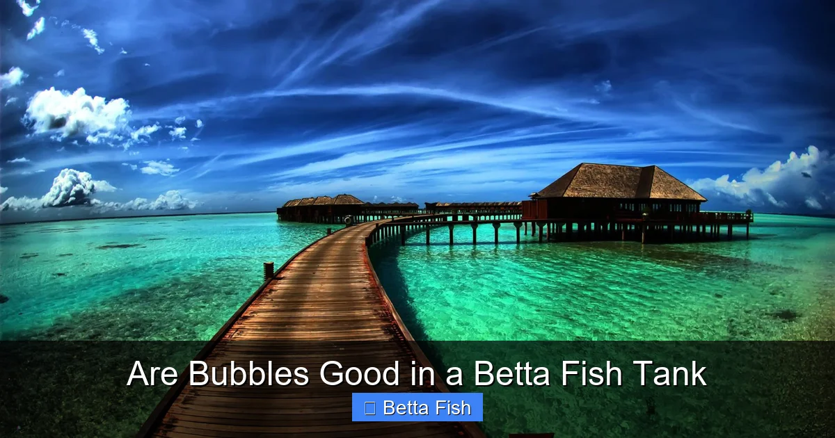 Are Bubbles Good in a Betta Fish Tank