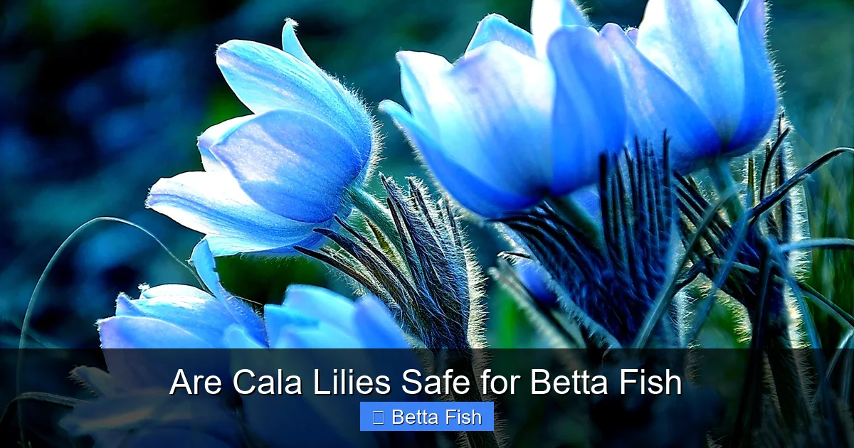 Are Cala Lilies Safe for Betta Fish