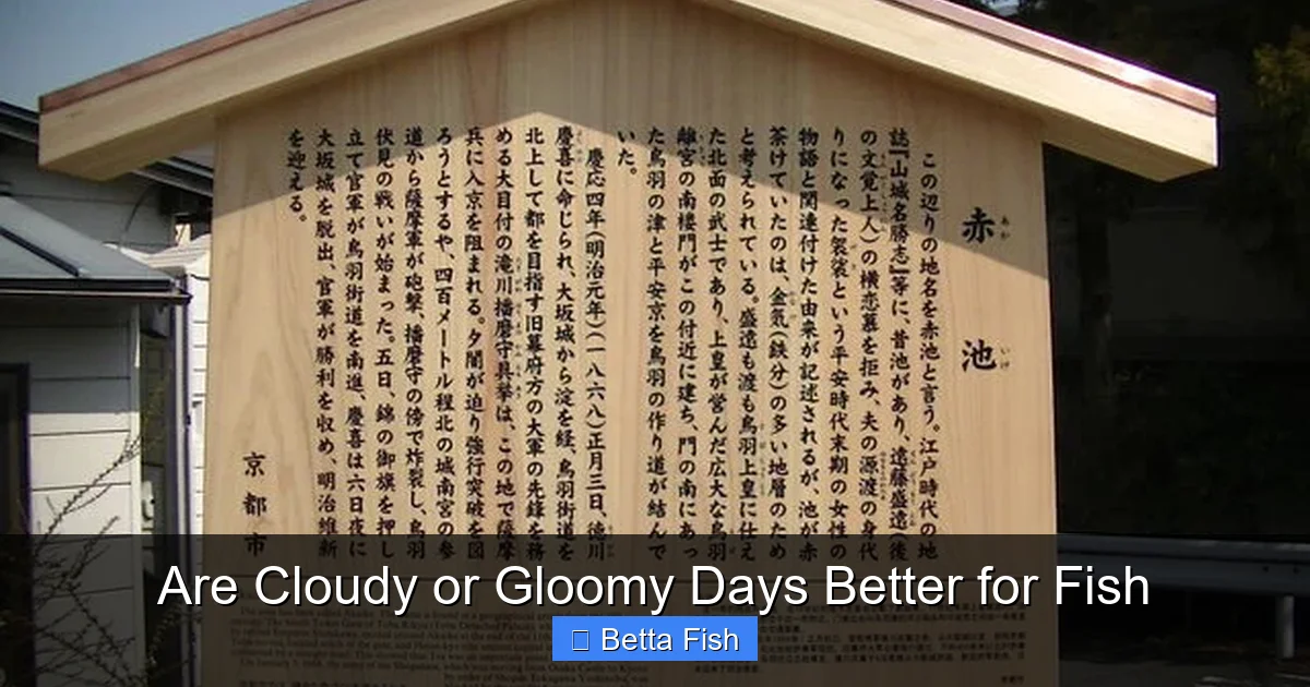 Are Cloudy or Gloomy Days Better for Fish