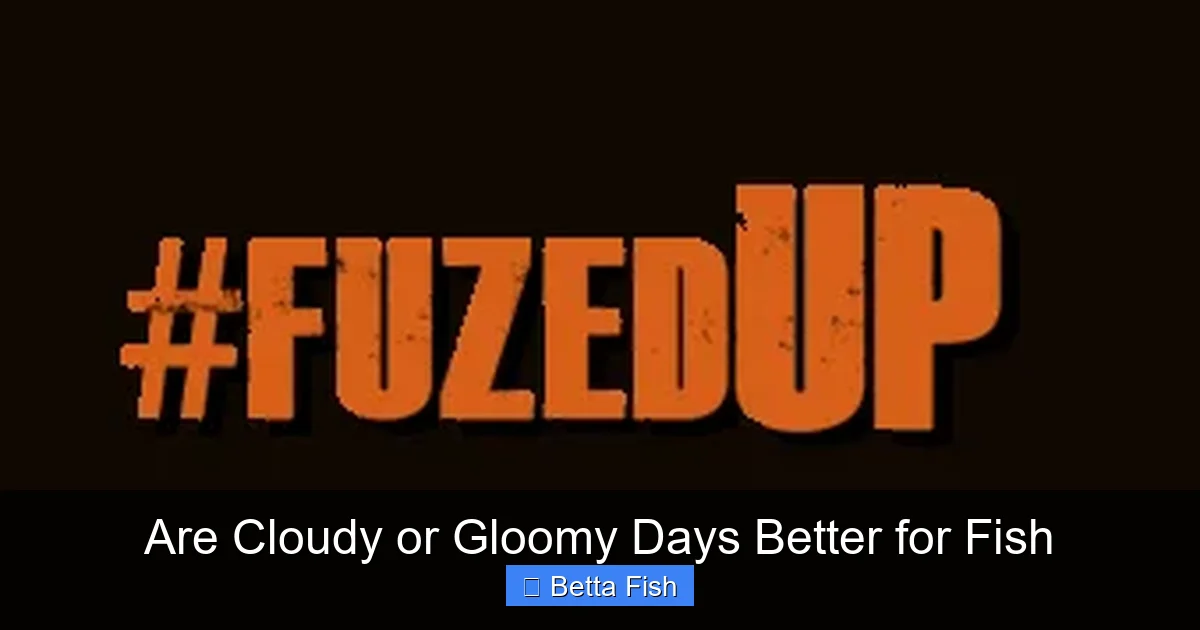 Are Cloudy or Gloomy Days Better for Fish