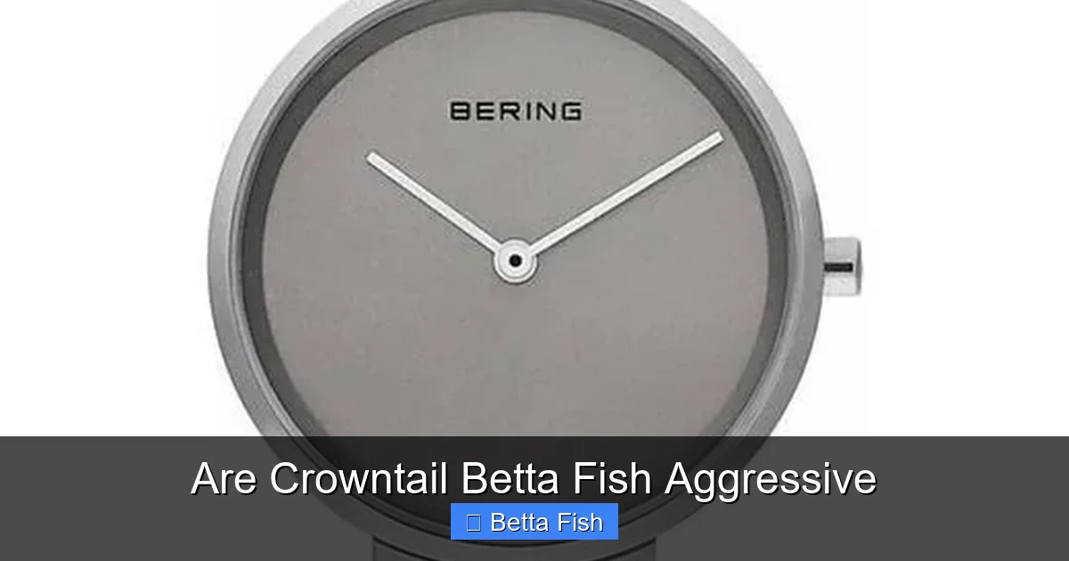 Are Crowntail Betta Fish Aggressive