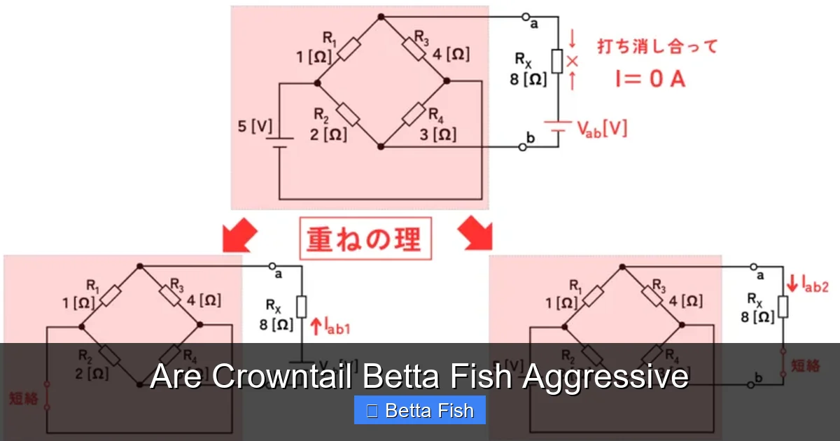 Are Crowntail Betta Fish Aggressive