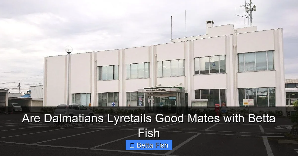 Are Dalmatians Lyretails Good Mates with Betta Fish