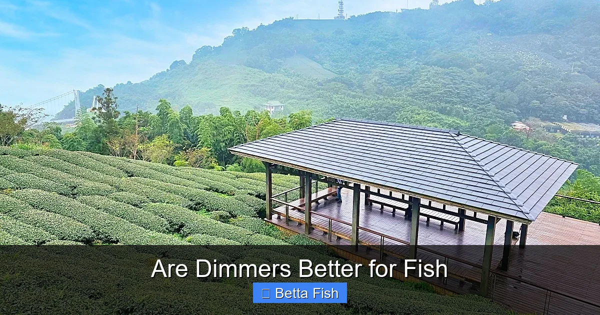 Are Dimmers Better for Fish