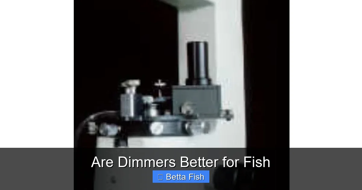 Are Dimmers Better for Fish