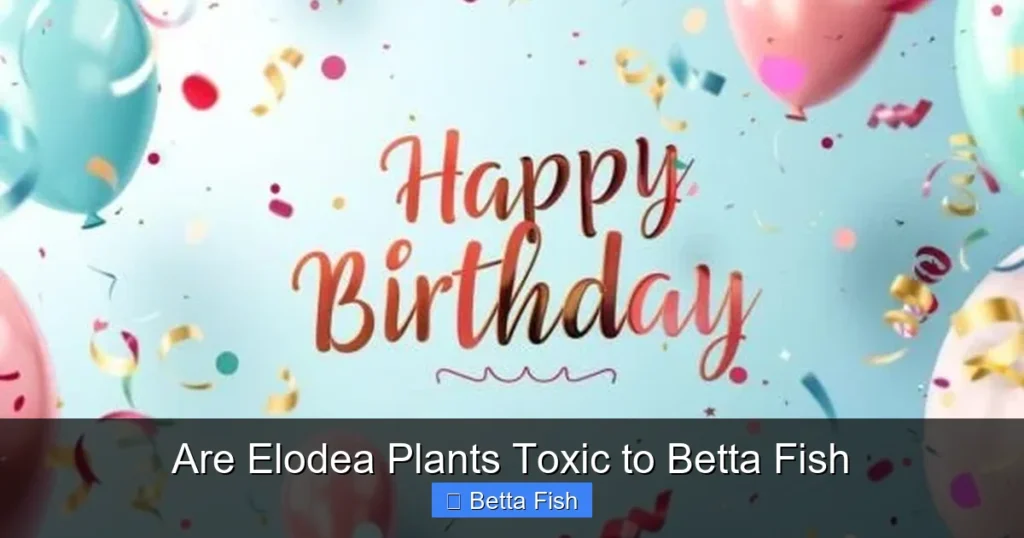 Are Elodea Plants Toxic to Betta Fish