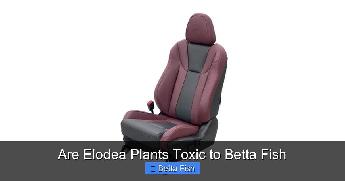 Are Elodea Plants Toxic to Betta Fish