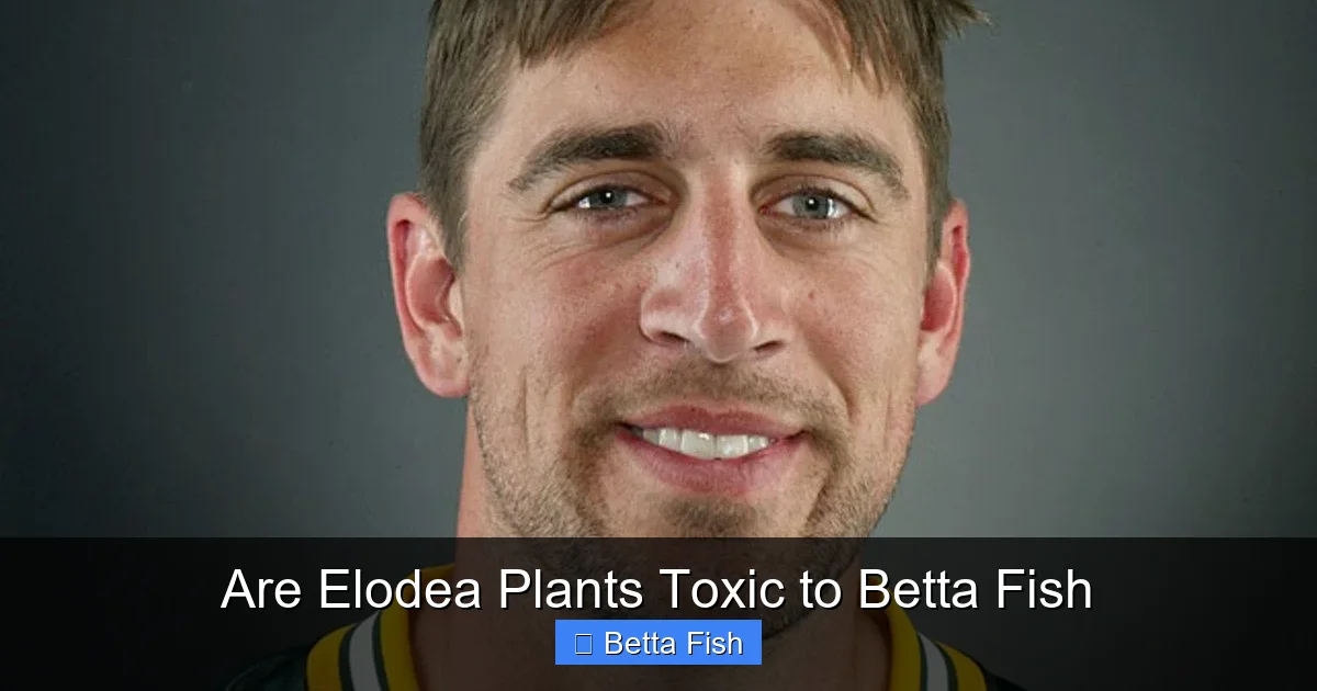 Are Elodea Plants Toxic to Betta Fish