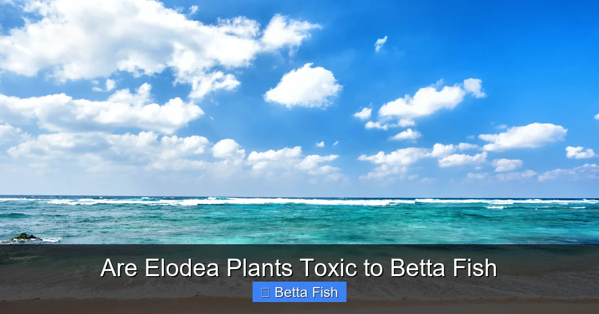 Are Elodea Plants Toxic to Betta Fish
