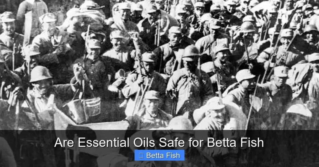 Are Essential Oils Safe for Betta Fish