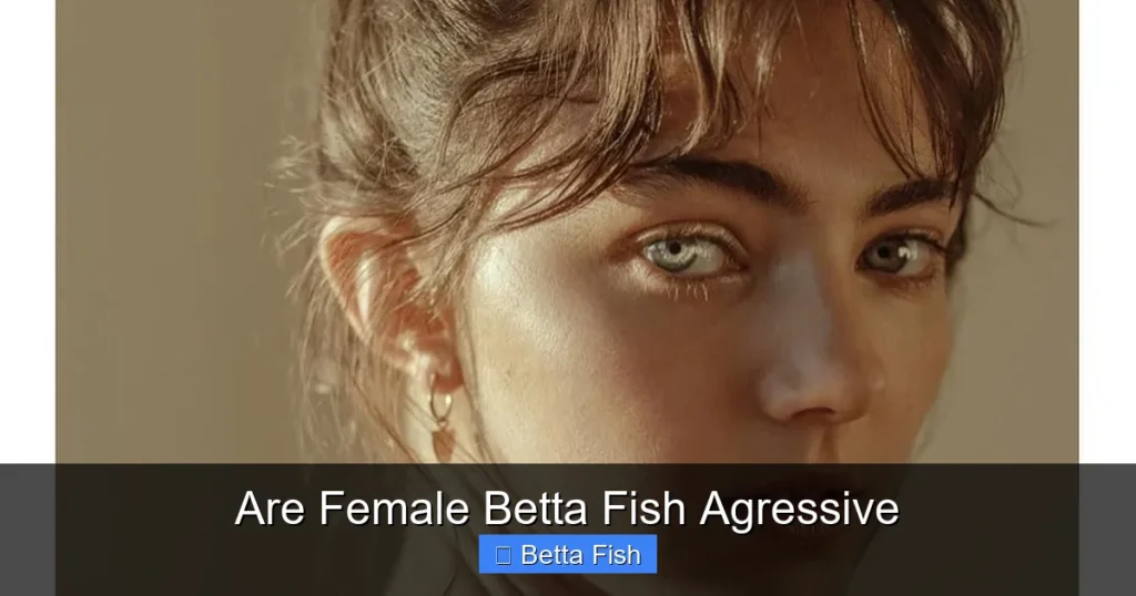 Are Female Betta Fish Agressive