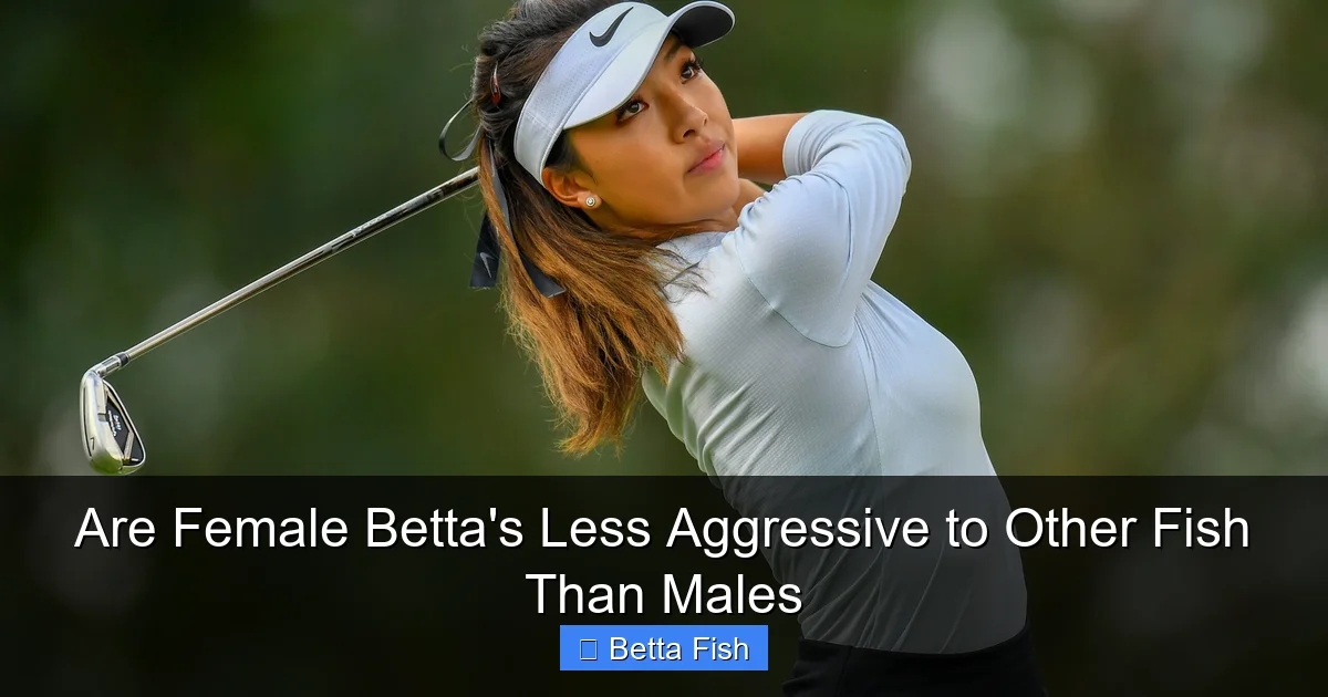 Are Female Betta's Less Aggressive to Other Fish Than Males