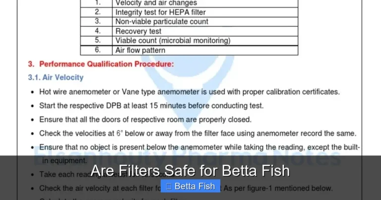 Are Filters Safe for Betta Fish