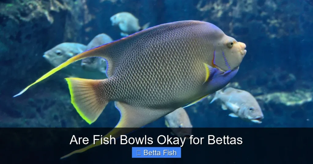 Are Fish Bowls Okay for Bettas