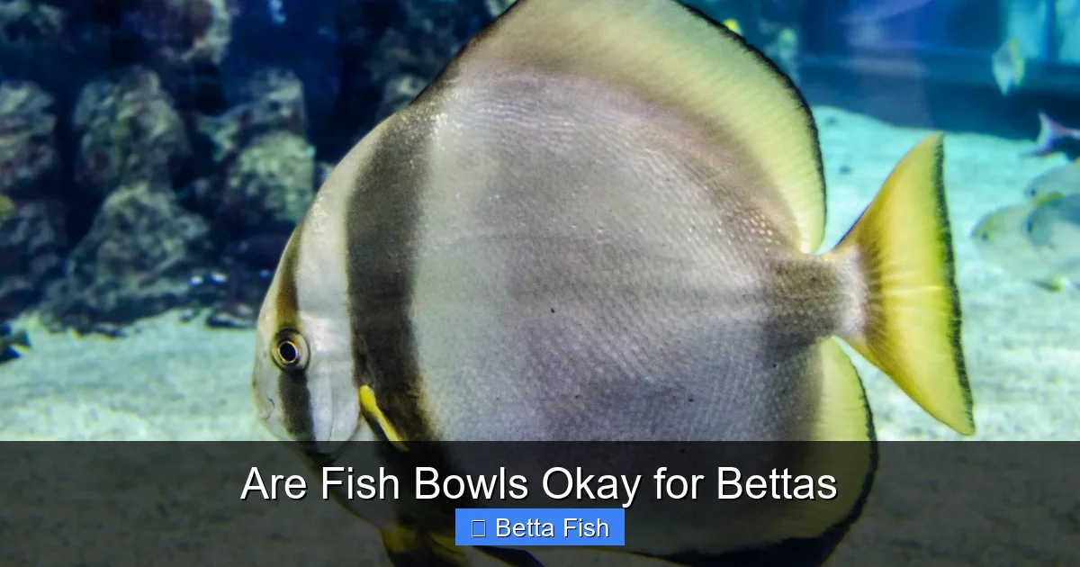 Are Fish Bowls Okay for Bettas