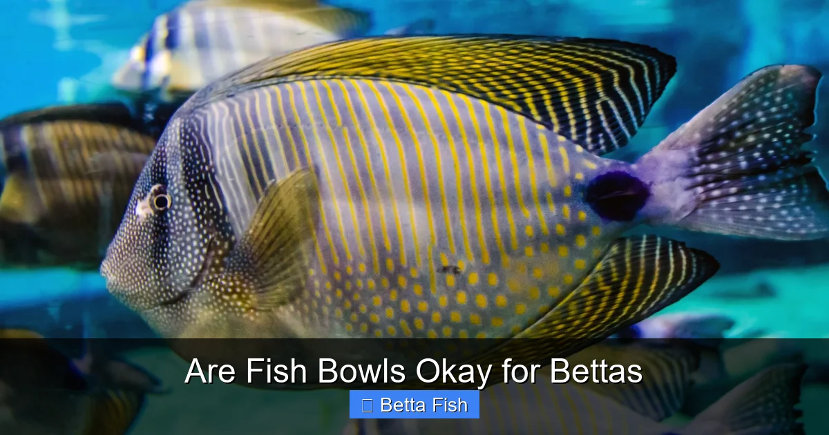 Are Fish Bowls Okay for Bettas