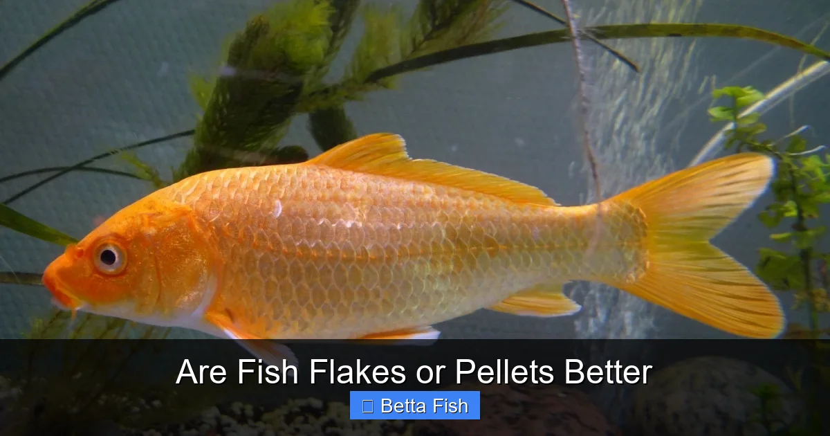 Are Fish Flakes or Pellets Better