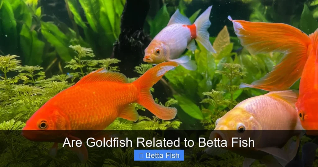 Are Goldfish Related to Betta Fish