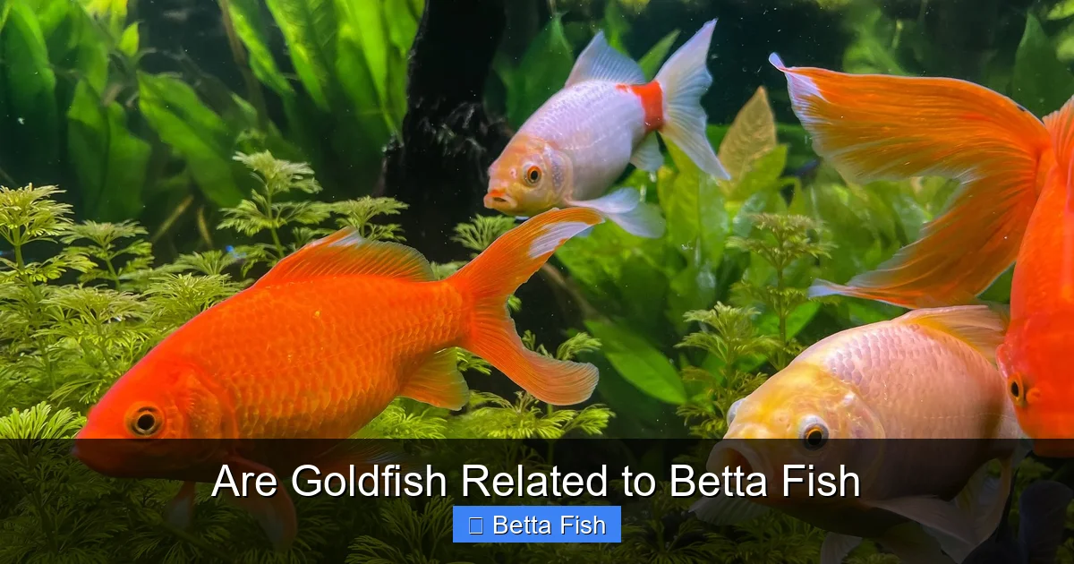 Are Goldfish Related to Betta Fish