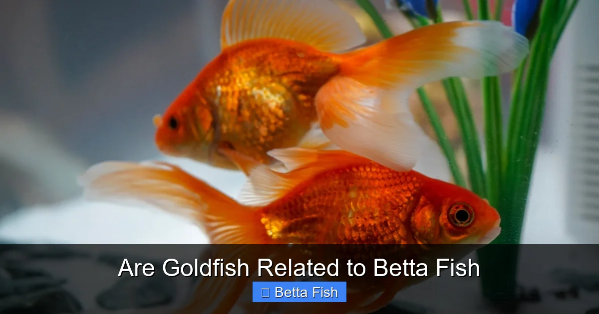 Are Goldfish Related to Betta Fish