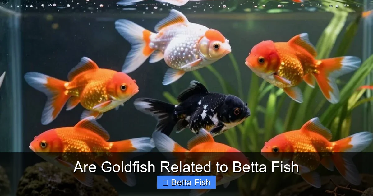 Are Goldfish Related to Betta Fish