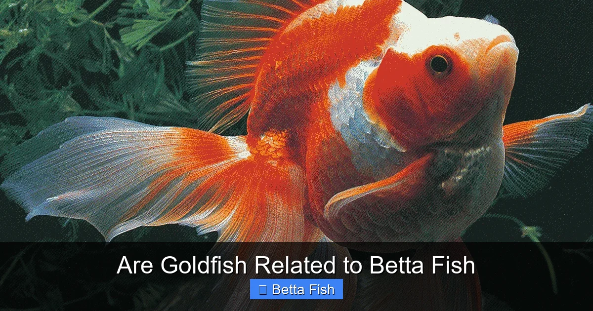 Are Goldfish Related to Betta Fish