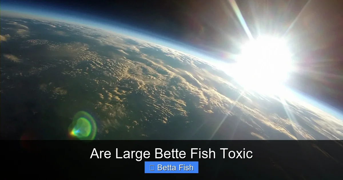 Are Large Bette Fish Toxic