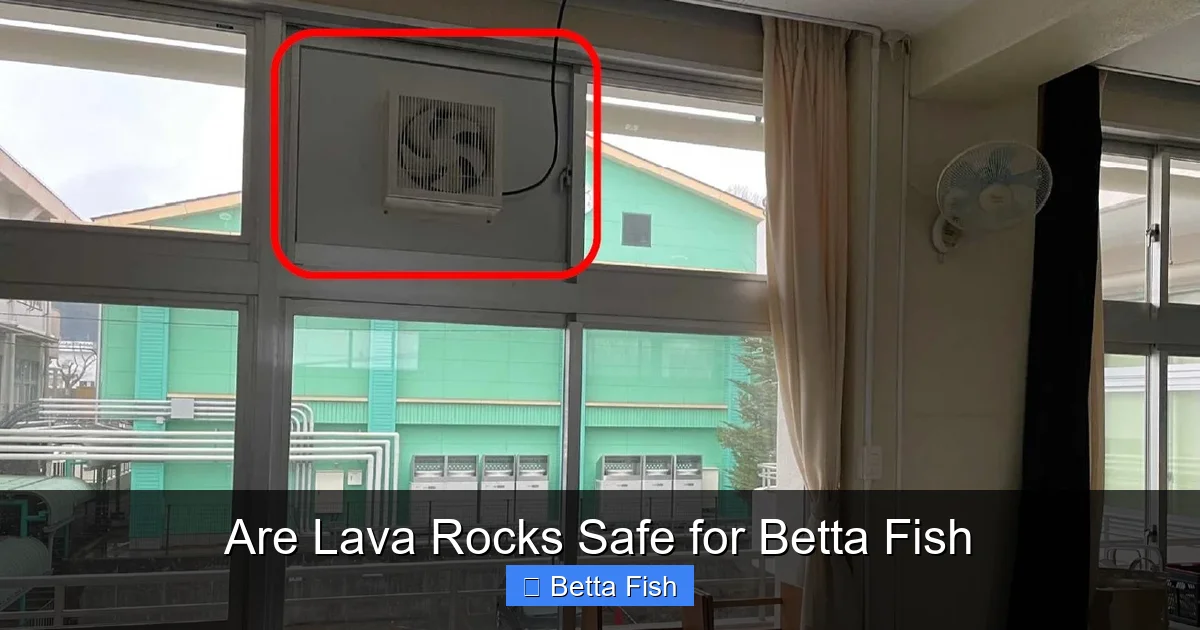 Are Lava Rocks Safe for Betta Fish