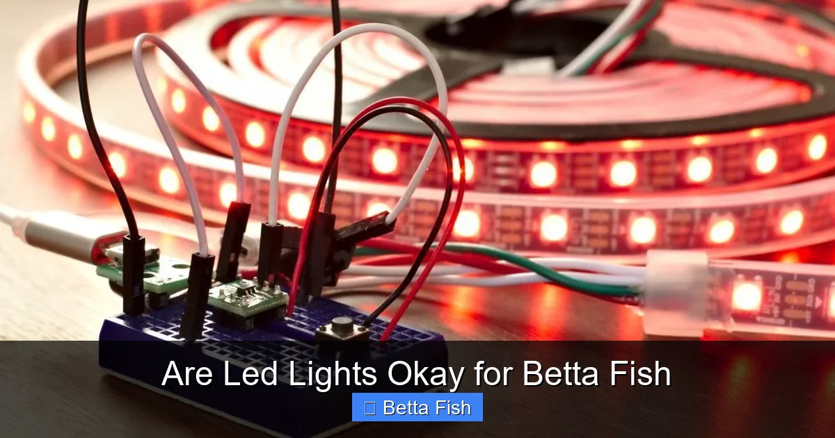 Are Led Lights Okay for Betta Fish