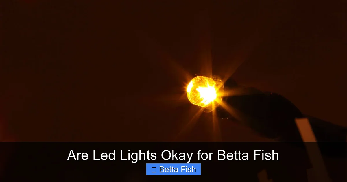 Are Led Lights Okay for Betta Fish
