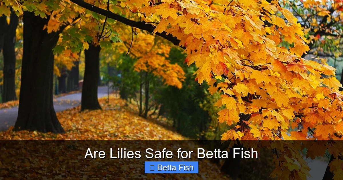 Are Lilies Safe for Betta Fish