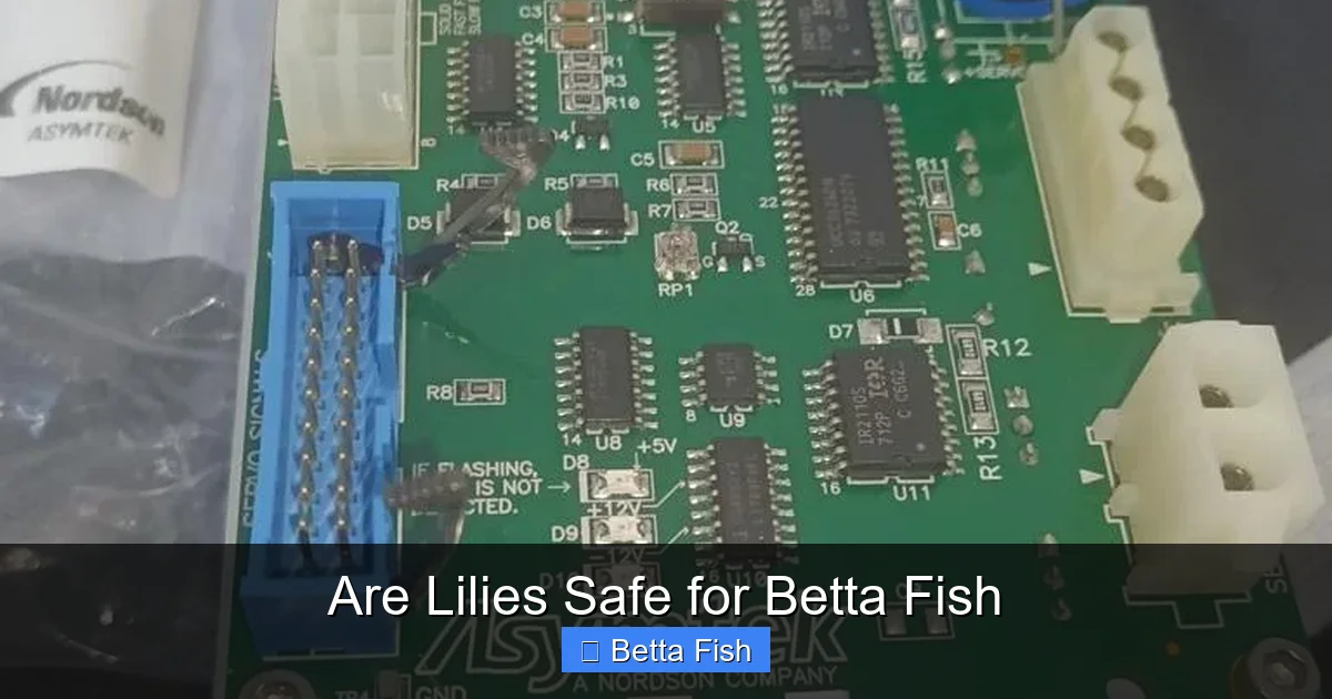 Are Lilies Safe for Betta Fish
