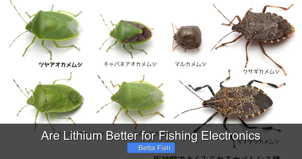 Are Lithium Better for Fishing Electronics