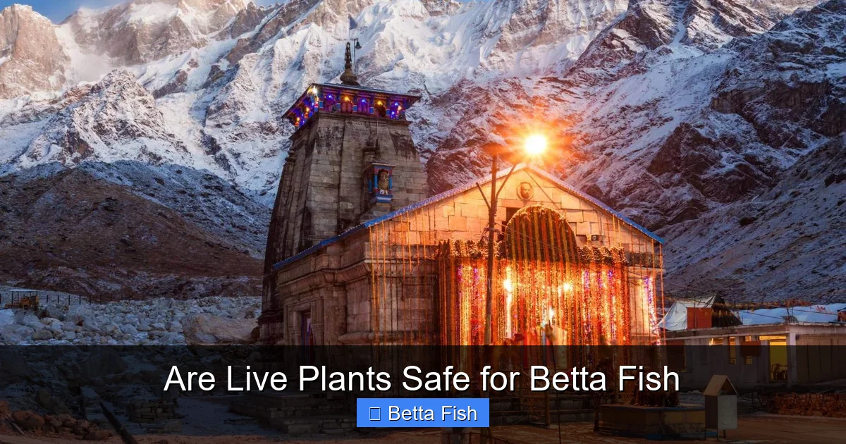 Are Live Plants Safe for Betta Fish